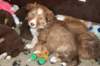 a01kami41daysold_small.jpg