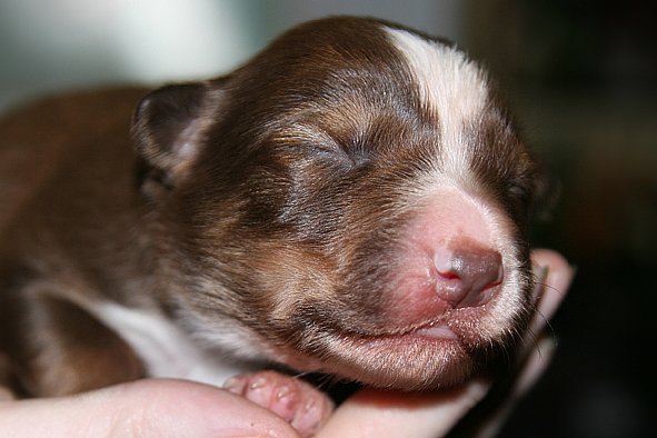a01kamikaze7daysold.jpg
