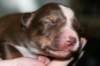 a01kamikaze7daysold_small.jpg