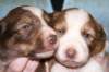 a01kaminim17daysold_small.jpg