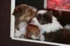 a02kami33daysold_small.jpg