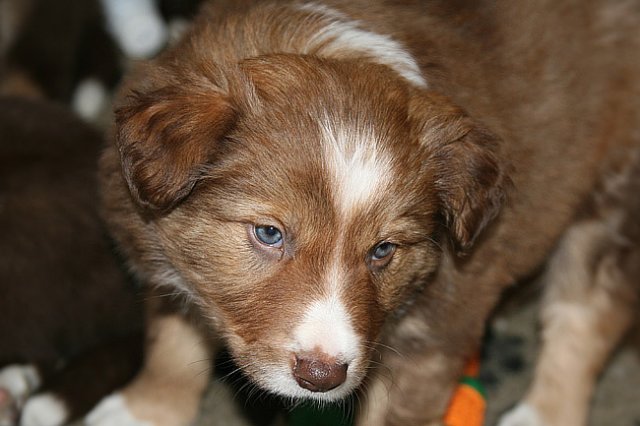 a02kami41daysold.jpg