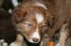 a02kami41daysold_small.jpg