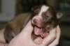 a02kamikaze7daysold_small.jpg
