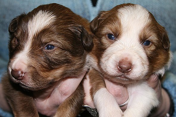 a02kaminim17daysold.jpg