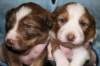 a02kaminim17daysold_small.jpg