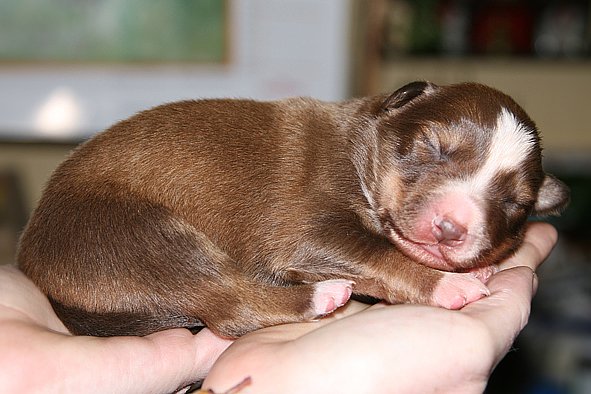 a03kamikaze7daysold.jpg