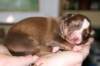 a03kamikaze7daysold_small.jpg