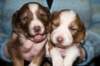 a03kaminim17daysold_small.jpg