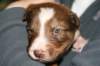 a04kami17daysold_small.jpg