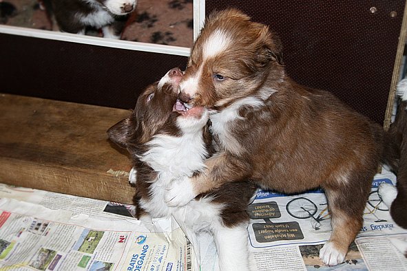 a04kami33daysold.jpg