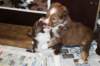 a04kami33daysold_small.jpg