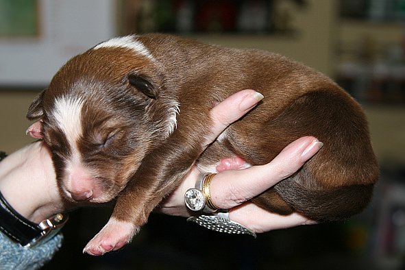 a04kamikaze7daysold.jpg