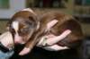 a04kamikaze7daysold_small.jpg