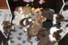 a04zoeechospups41daysoldwithlovelyspups2_small.jpg