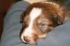 a05kami17daysold_small.jpg