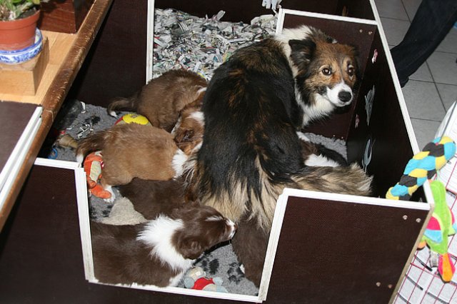 a05zoewithlovelysherpups41daysold.jpg
