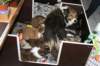a05zoewithlovelysherpups41daysold_small.jpg