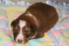 a06kami17daysold_small.jpg