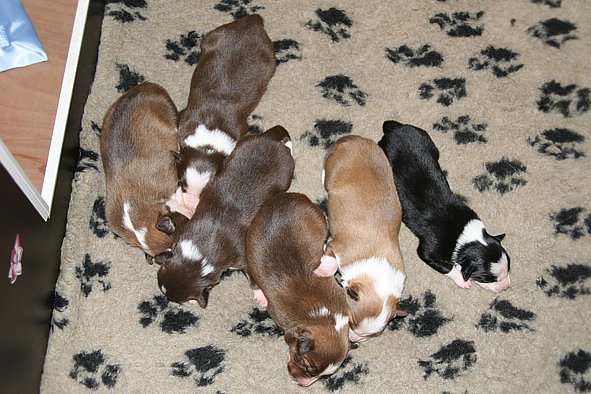 a06zoechospups7daysold.jpg