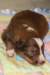 a07kami17daysold_small.jpg