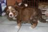a07kami33daysold_small.jpg