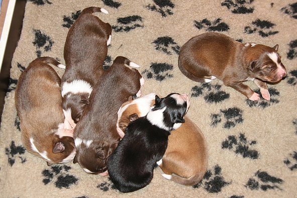 a07zoechospups7daysold.jpg