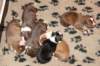 a07zoechospups7daysold_small.jpg