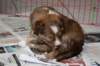 a09kami33daysold_small.jpg