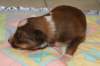 a10kami17daysold_small.jpg