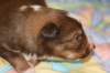 a11kami17daysold_small.jpg