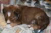 a12kami33daysold_small.jpg