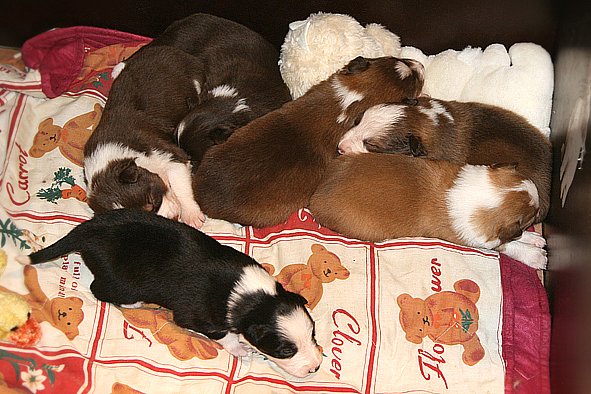 a12zoechospups17daysold.jpg