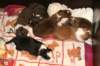 a12zoechospups17daysold_small.jpg
