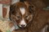 a13kami33daysold_small.jpg