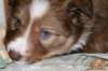 a14kami33daysold_small.jpg