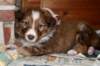 a15kami33daysold_small.jpg