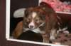 a16kami33daysold_small.jpg