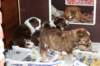 a22kami33daysold_small.jpg