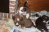 a23kamiquin33daysold_small.jpg