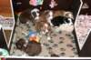 a25zoespups33dayslovelyspups34daysold_small.jpg
