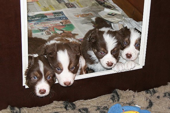 a26zoespups33dayslovelyspups34daysold.jpg