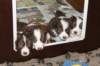 a26zoespups33dayslovelyspups34daysold_small.jpg
