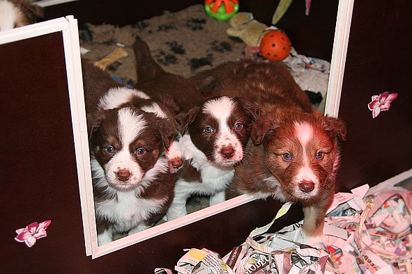 a27zoespups33dayslovelyspups34daysold.jpg