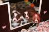 a27zoespups33dayslovelyspups34daysold_small.jpg