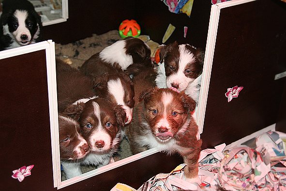 a29zoespups33dayslovelyspups34daysold.jpg