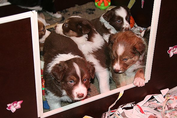 a30zoespups33dayslovelyspups34daysold.jpg