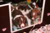 a30zoespups33dayslovelyspups34daysold_small.jpg