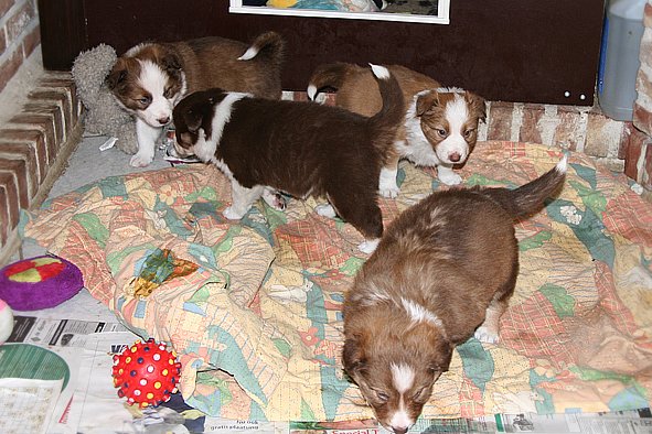 a31zoespups33dayslovelyspups34daysold.jpg