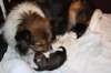 birthofkamikaze09011111_small.jpg